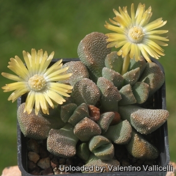 Aloinopsis luckhoffii