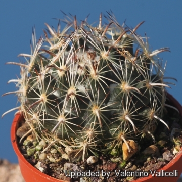 Coryphantha palmeri