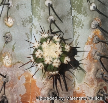 Copiapoa cinerea subs. columna-alba