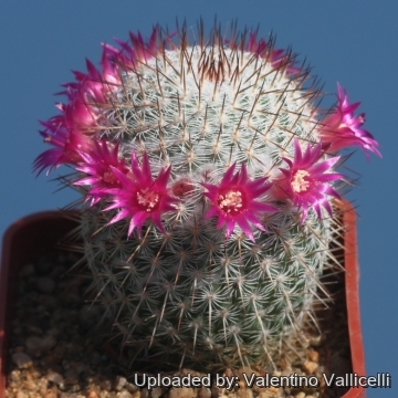 Mammillaria floresii