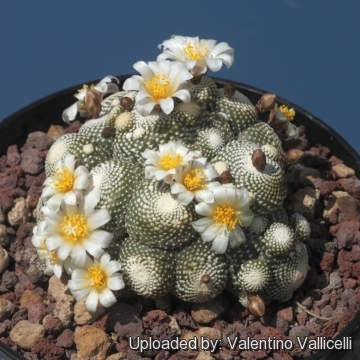 Blossfeldia liliputana