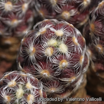 Mammillaria saboae subs. haudeana