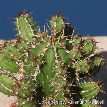 Euphorbia officinarum subs. echinus