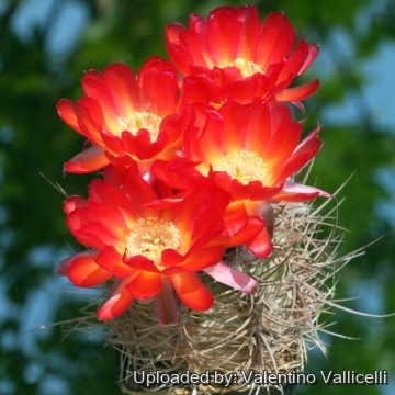 Echinopsis haematantha subs. hualfinensis