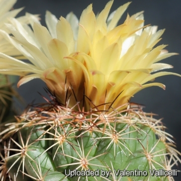 Coryphantha palmeri var. pectinata