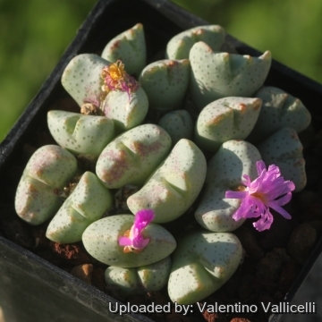 Conophytum taylorianum subs. ernianum