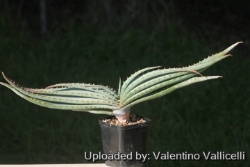 Aloe suprafoliata
