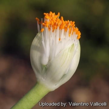 Haemanthus albiflos