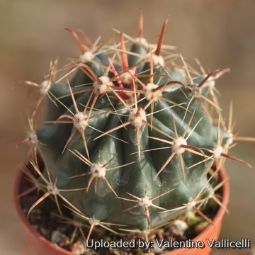 Ferocactus peninsulae subs. viscainensis