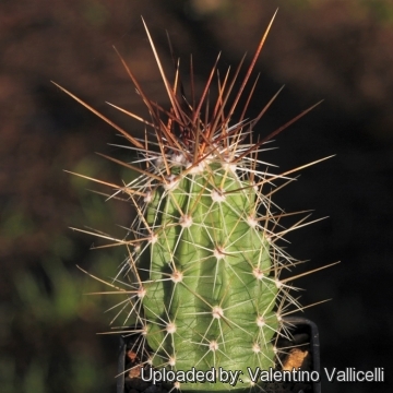 Echinocereus sarissophorus