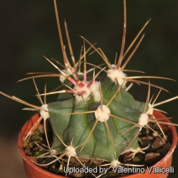 х Ferobergia sp. ( Ferobergia x Ferocactus backcross)