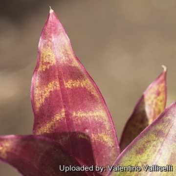 Tradescantia spathacea cv. Unknown