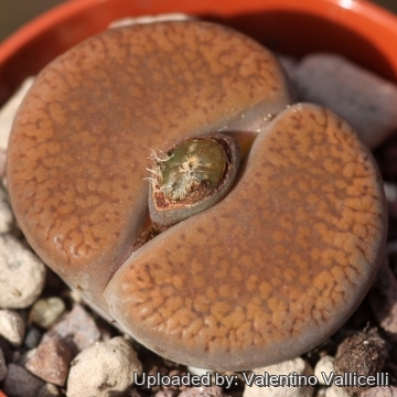 Lithops aucampiae C255 TL: 15 km NNW of Postmasburg, South Africa
