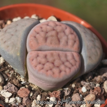 Lithops schwantesii C106 80 km W of Maltahöhe, Namibia