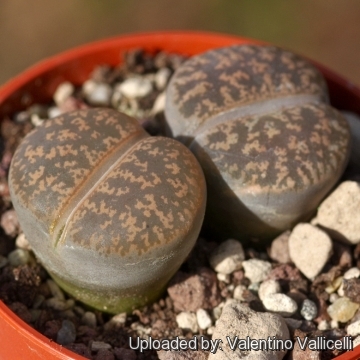 Lithops lesliei C032 (Pietersburg Form) 10 km SE of Pietersburg, South Africa