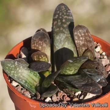 Gasteria obtusa