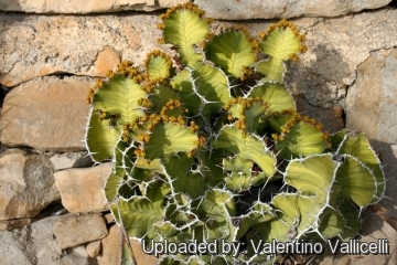 Euphorbia grandialata