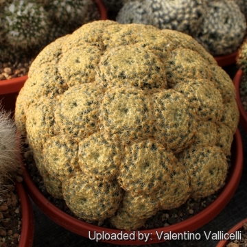 Mammillaria schiedeana