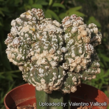 Astrophytum asterias cv. muscle