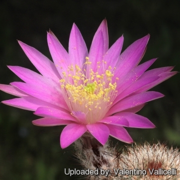 Echinocereus laui