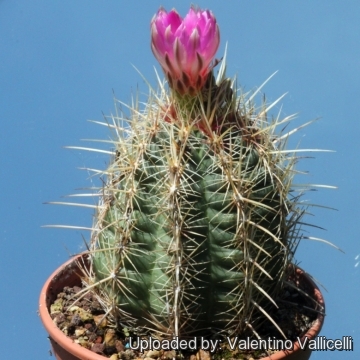 Thelocactus bicolor