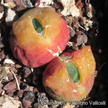 Conophytum pillansii