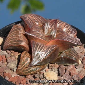 Haworthia cv. Jaffa