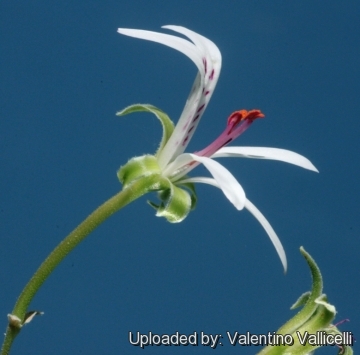 Pelargonium xerophyton