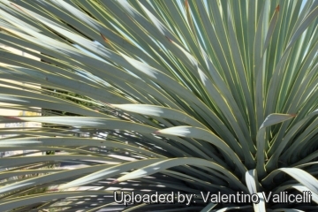 Yucca rostrata