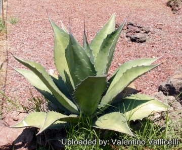 Agave salmiana var. ferox