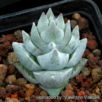 Crassula cornuta