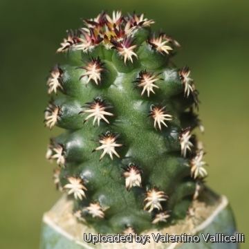 Echinocereus viridiflorus subs. davisii cv. brevispinus