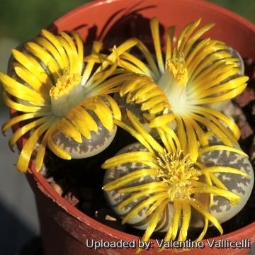 Lithops naureeniae C304 TL: 60 km SE of Springbok, South Africa