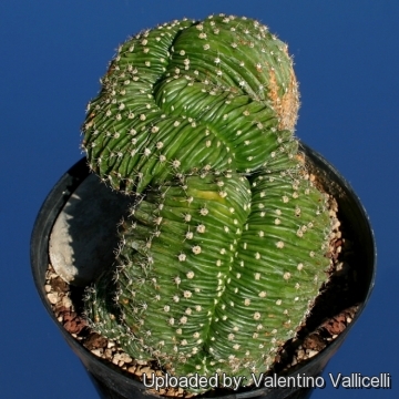 Echinopsis eyriesii var. cristata