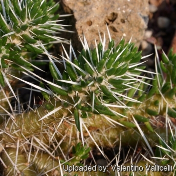 Maihuenia poeppigii