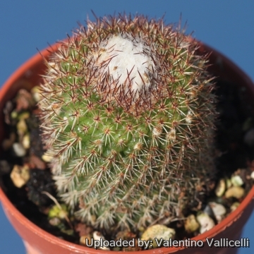 Parodia gibbulosoides