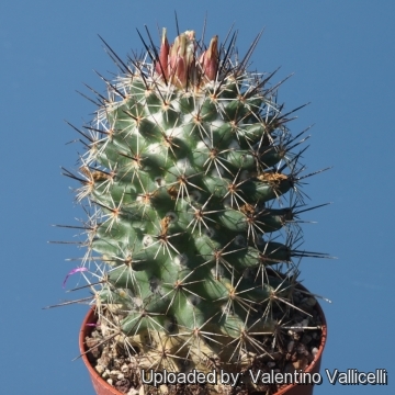 Coryphantha pulleineana