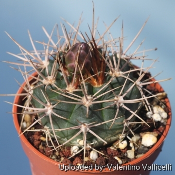 Gymnocalycium neuhuberi