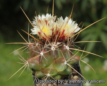 Thelocactus panarottoanus