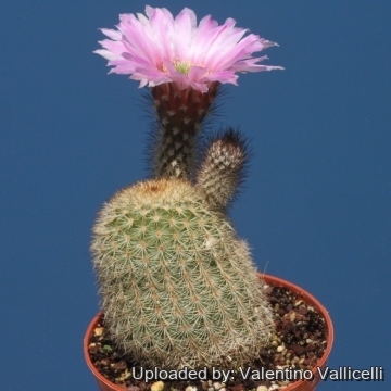 Echinocereus grandis