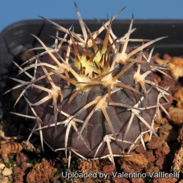 Gymnocalycium spegazzinii
