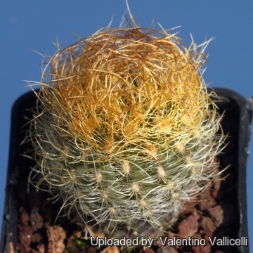 Neoporteria gerocephala f. aurea