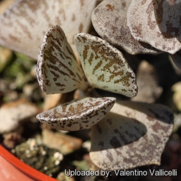 Kalanchoe rhombopilosa