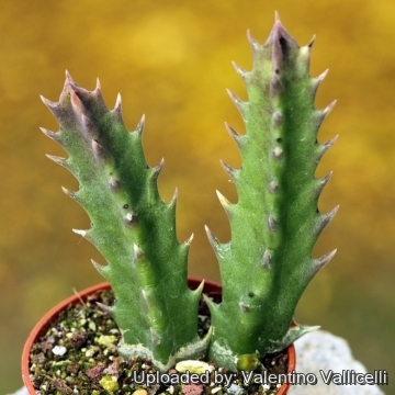 Orbea lutea