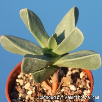 Machairophyllum brevifolium