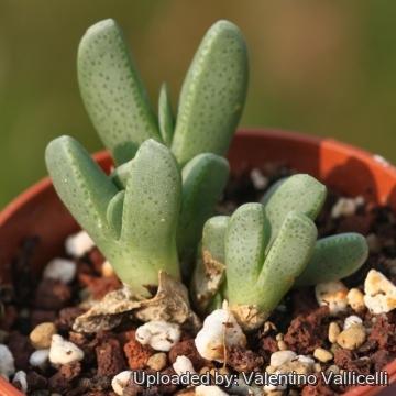 Cheiridopsis amabilis