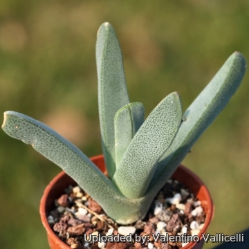 Odontophorus angustifolius