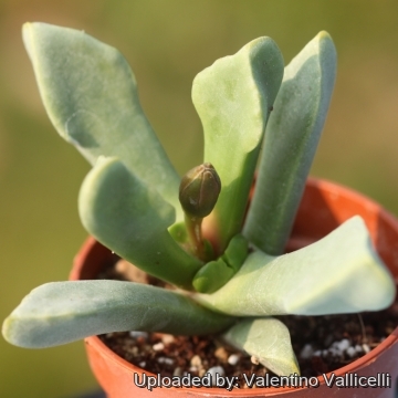 Cerochlamys pachyphylla var. albiflora