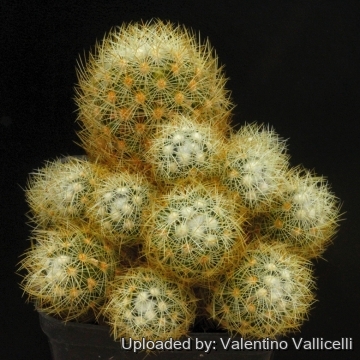 Mammillaria mieheana