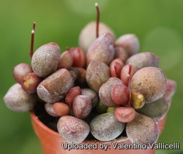 Adromischus marianae cv. Little Spheroid